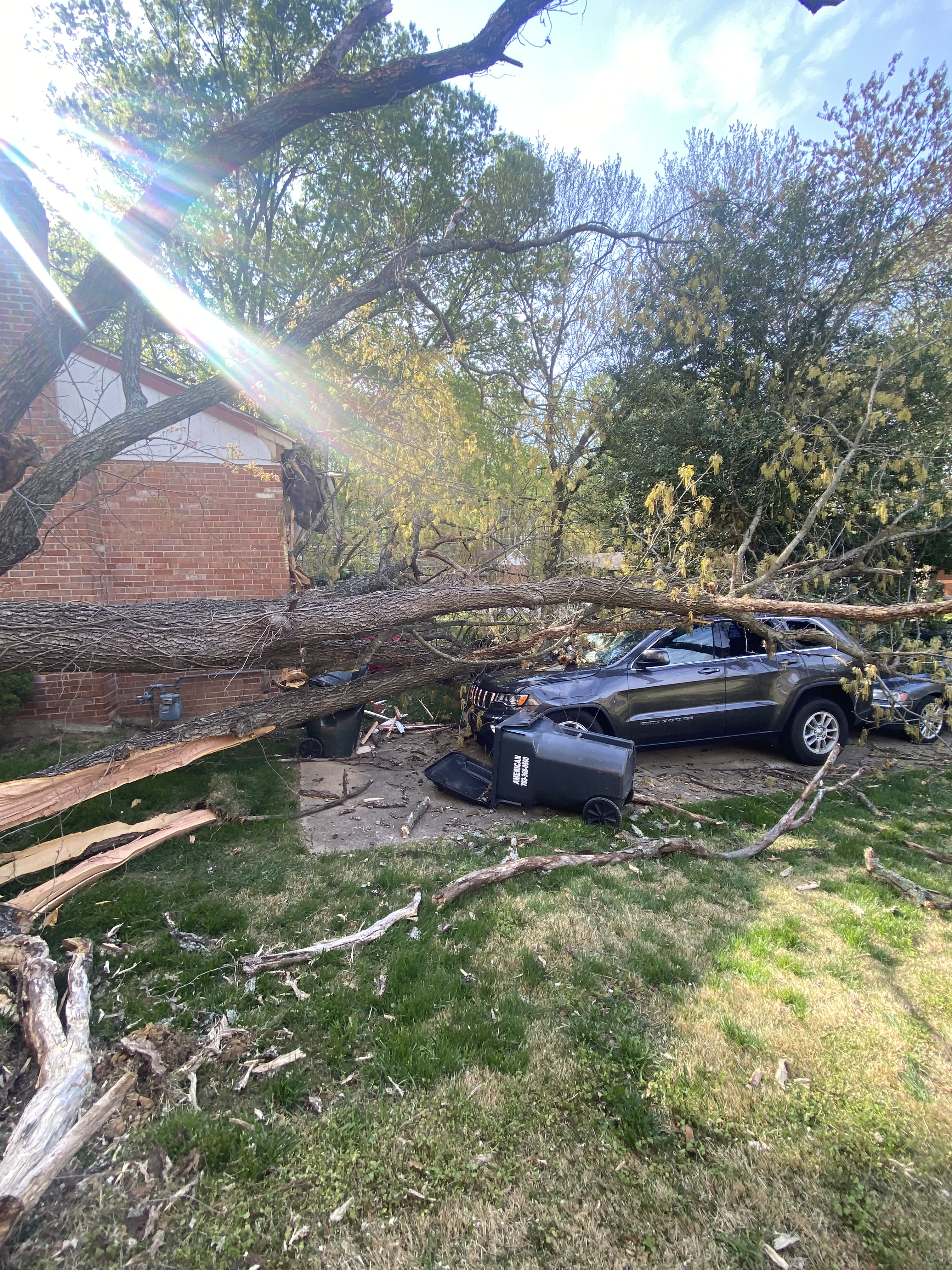 Tree removal job site before work began